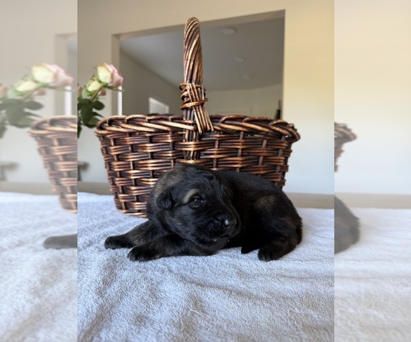 Medium Photo #2 German Shepherd Dog Puppy For Sale in PORTLAND, OR, USA