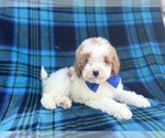 Small #6 Poodle (Miniature)