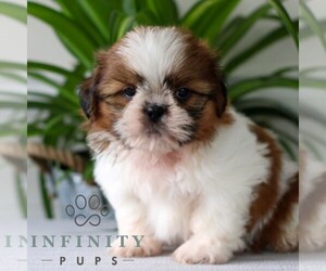 Shih Tzu Puppy for sale in GORDONVILLE, PA, USA