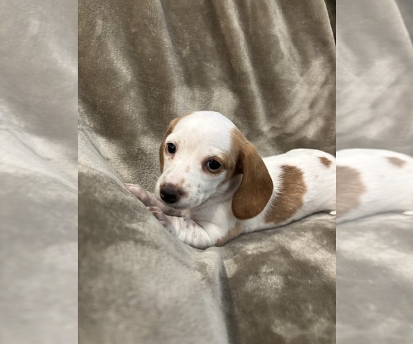 Medium Photo #2 Dachshund Puppy For Sale in DELTONA, FL, USA
