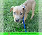 Small #7 Bulldog-Labrador Retriever Mix