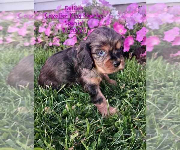 Medium Photo #1 Cavalier King Charles Spaniel Puppy For Sale in TOPEKA, IN, USA