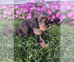 Cavalier King Charles Spaniel Puppy for Sale in TOPEKA, Indiana USA