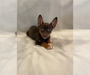 Australian Shepherd-Miniature Pinscher Mix Puppy for sale in HILLSBORO, WI, USA