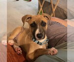 Small #1 Mutt