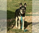 Small #1 German Shepherd Dog Mix