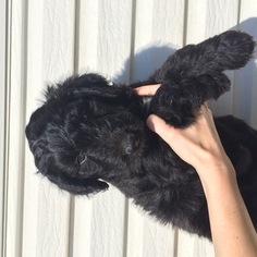 Bordoodle Puppy for sale in ALBANY, TX, USA