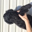 Small Photo #1 Bordoodle Puppy For Sale in ALBANY, TX, USA