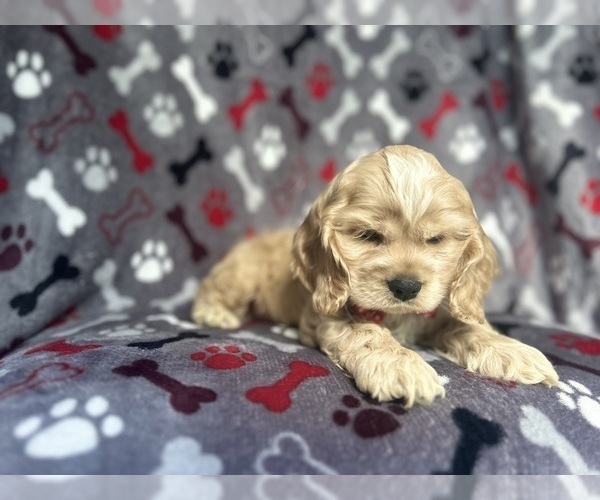 Medium Photo #2 Cocker Spaniel Puppy For Sale in LAKELAND, FL, USA