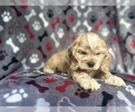 Small #1 Cocker Spaniel