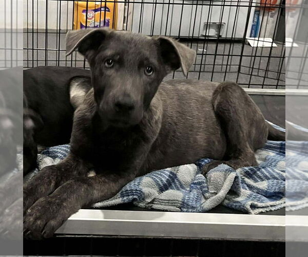 Medium Photo #2 Holland Shepherd-Unknown Mix Puppy For Sale in Imlay City, MI, USA