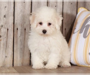 Poodle (Toy) Puppy for sale in MOUNT VERNON, OH, USA