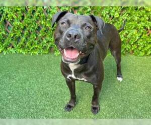 American Pit Bull Terrier Dogs for adoption in West Palm Beach, FL, USA