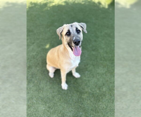 Medium Photo #1 Labrador Retriever-Unknown Mix Puppy For Sale in Chula Vista, CA, USA