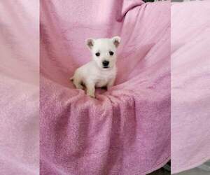 West Highland White Terrier Litter for sale in LAGRANGE, IN, USA