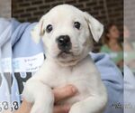 Small #1 Labrador Retriever Mix
