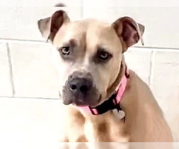 Medium Photo #2 American Pit Bull Terrier Puppy For Sale in Houston, TX, USA
