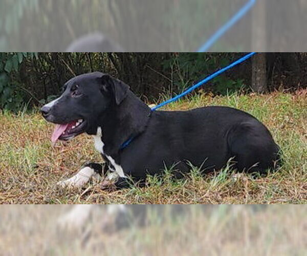 Medium Photo #2 Labrador Retriever-Unknown Mix Puppy For Sale in Wetumpka, AL, USA