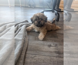 Shih Tzu Puppy for sale in BOKOSHE, OK, USA