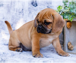 Small Photo #44 Puggle Puppy For Sale in WAKARUSA, IN, USA
