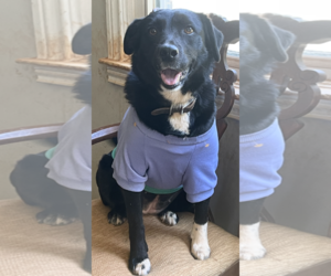 Retriever -Unknown Mix Dogs for adoption in Decatur, GA, USA