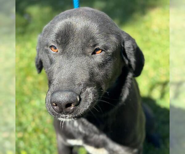 Medium Photo #3 Labrador Retriever-Unknown Mix Puppy For Sale in San Diego, CA, USA