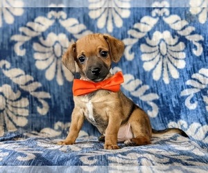 Jack Chi-Poodle (Miniature) Mix Puppy for sale in LINCOLN UNIVERSITY, PA, USA
