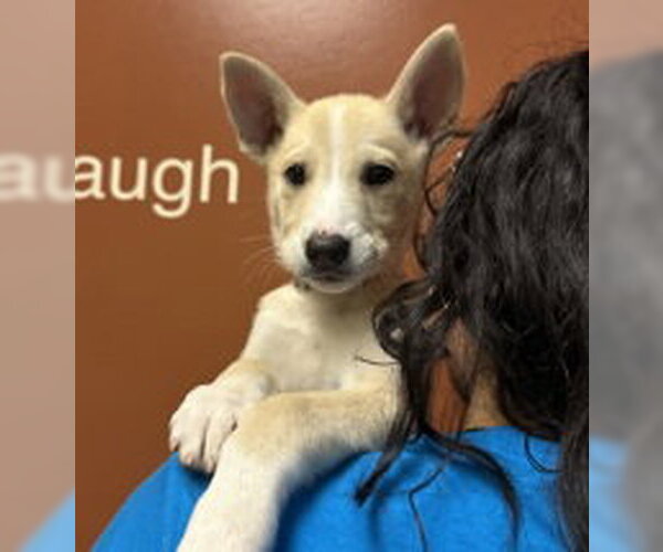 Medium Photo #1 Siberian Husky Puppy For Sale in Salinas, CA, USA