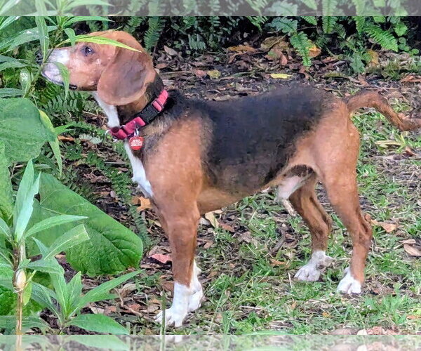 Medium Photo #7 Beagle Puppy For Sale in Dunnellon, FL, USA