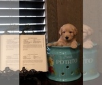Small Photo #4 Labradoodle Puppy For Sale in ROBERTA, GA, USA