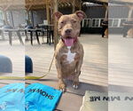Small #6 American Pit Bull Terrier Mix