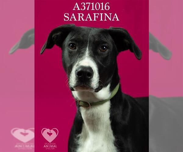 Medium Photo #2 Labrador Retriever Puppy For Sale in Stockton, CA, USA