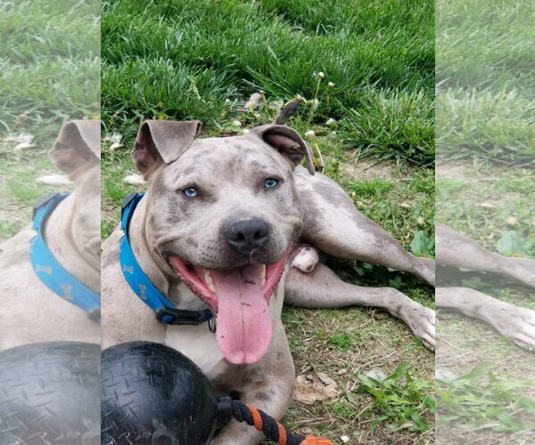 Medium Photo #1 American Pit Bull Terrier-Unknown Mix Puppy For Sale in Blacklick, OH, USA