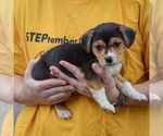 Small #1 Beagle-Chihuahua Mix