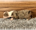 Small Photo #5 Australian Shepherd Puppy For Sale in LODA, IL, USA