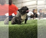 Small Photo #1 French Bulldog Puppy For Sale in NUNNELLY, TN, USA