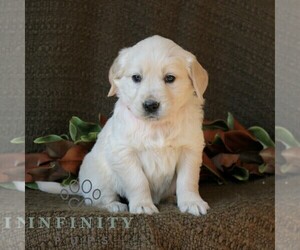 Golden Retriever Puppy for sale in NARVON, PA, USA