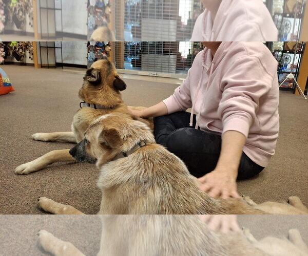Medium Photo #5 Mutt Puppy For Sale in Sebec, ME, USA