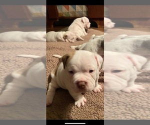 American Bully Puppy for sale in GREENWICH, NY, USA