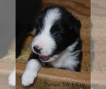 Small Photo #11 Border Collie Puppy For Sale in WHITE SALMON, WA, USA