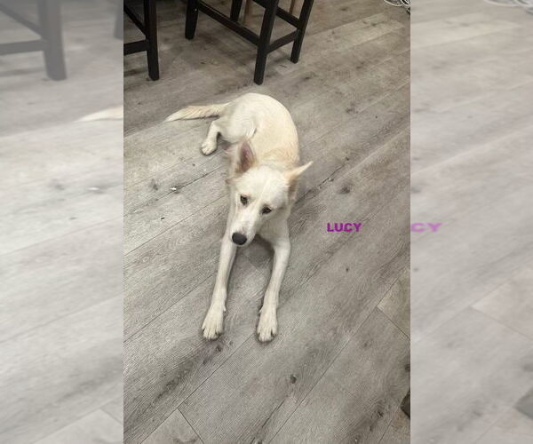 Medium Photo #3 Carolina Dog-Unknown Mix Puppy For Sale in Woodland Hills, CA, USA