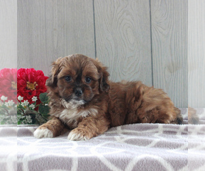 Shih-Poo Puppy for sale in GORDONVILLE, PA, USA