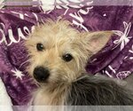 Small Photo #3 Cairn Terrier Puppy For Sale in Menifee, CA, USA