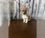 Small #27 Pembroke Welsh Corgi