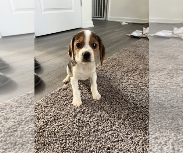 Medium Photo #3 Beagle Puppy For Sale in PARAGON, IN, USA