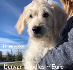 Goldendoodle Puppy for sale in AURORA, CO, USA