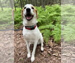Small #25 Great Pyrenees Mix