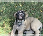 Small Photo #3 Mastiff Puppy For Sale in TEMECULA, CA, USA
