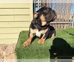 Small #8 English Bulldog