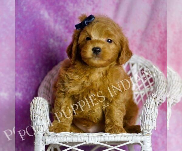 Medium Photo #1 Goldendoodle (Miniature) Puppy For Sale in WARSAW, IN, USA